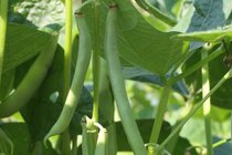 Peulvruchten  width=