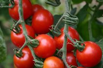 Vruchtgewassen  width=