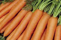 Wortel -& knolgewassen  width=