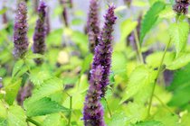 Bloemen voor bijen & vlinders  width=