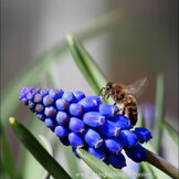 Muscari  width=