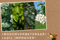 Gemengde haag - biodivers  width=