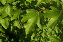 Acer campestre - veldesdoorn  width=