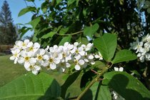 Prunus Padus - Vogelkers  width=