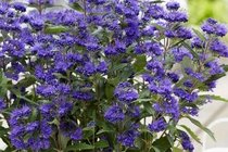 Caryopteris - blauwe spirea  width=