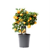 Citrus  width=