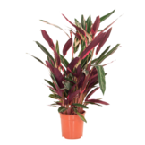 Calathea  width=