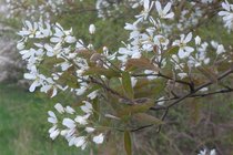 Amelanchier Lamarckii - Krentenboompje  width=