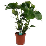 Monstera  width=