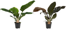 Philodendron  width=