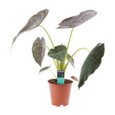 Alocasia  width=