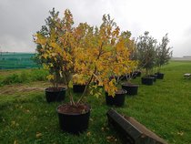 Meerstammige bomen  width=