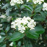 Viburnum - Sneeuwbal  width=