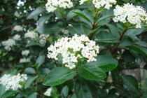 Viburnum - Sneeuwbal  width=