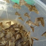 Bestrijding tegen motten:  width=