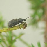 Taxuskever larven  width=