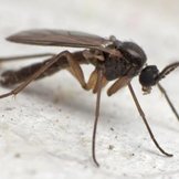 Varenrouwmuglarven  width=