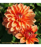 Dahlia bloembollen  width=