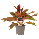 Aglaonema  width=