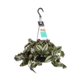 Hangplanten  width=