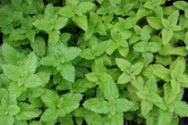 Alle Bio Tuinkruiden  width=