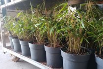 Fargesia - Bamboe (niet woekerend)  width=