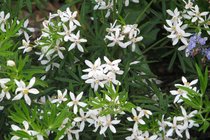 Choisya Ternata  width=