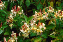 Lonicera Henryi - kamperfoelie  width=