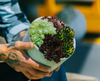 Sempervivum (vetplanten)  width=