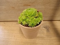 Groene vetplanten  width=