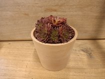 Rode vetplanten  width=