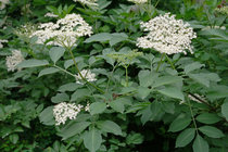 Sambucus nigra - Vlierbes  width=