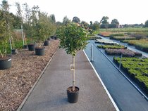 Halfstam bomen  width=