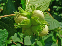 Corylus avellana - Hazelaar  width=