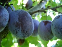 Alle bio fruitbomen  width=