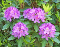 Rhododendron  width=