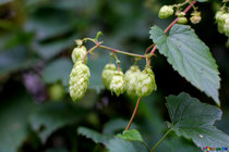 Hoppe - Humulus lupulus  width=