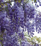 Wisteria - Chinese Blauwe regen  width=