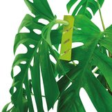 Bescherm uw kamerplanten  width=