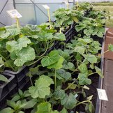 Biologische Groenteplanten  width=