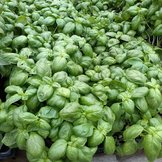 Biologische kruidenplanten  width=