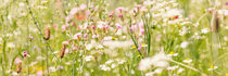 Plantes biologiques indigènes  width=