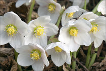 Helleborus  width=
