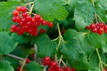 Viburnum opulus - Gelderse roos  width=