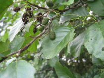 Alnus Glutinusa - Inheemse Els/ Zwarte els  width=
