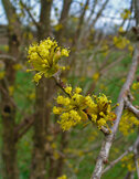 Cornus Mas - Gele kornoelje  width=