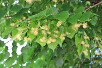 Tilia cordata - Winterlinde  width=