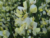 Cytisus - Brem  width=