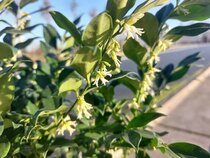 Sarcococca Confusa - Vleesbes  width=