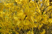 Forsythia - Chinees Klokje  width=